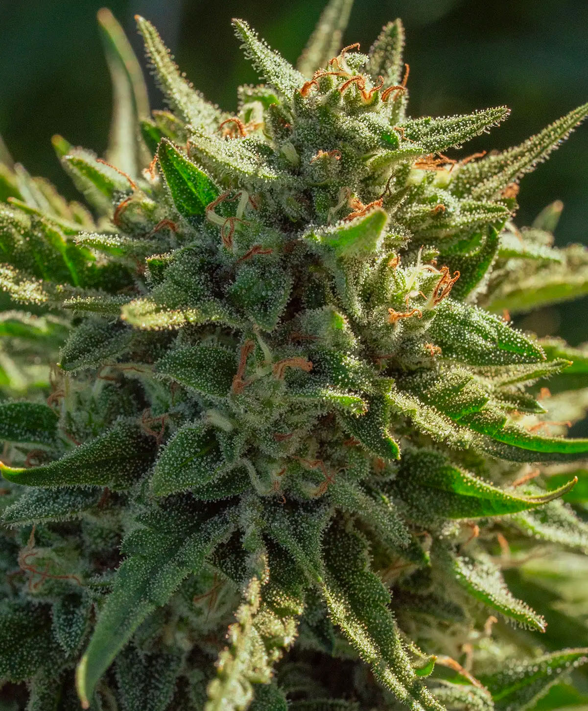 Dosidos s1