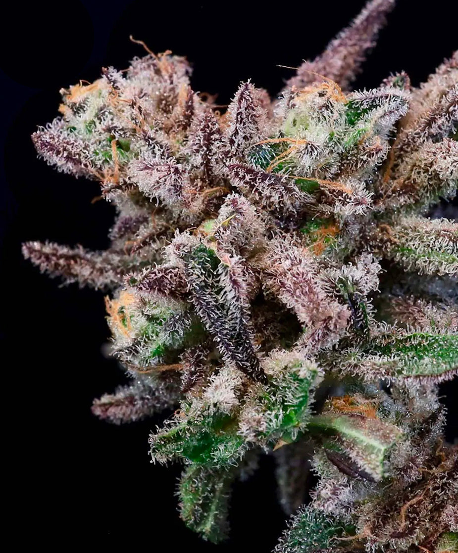 Banana Cream Sundae