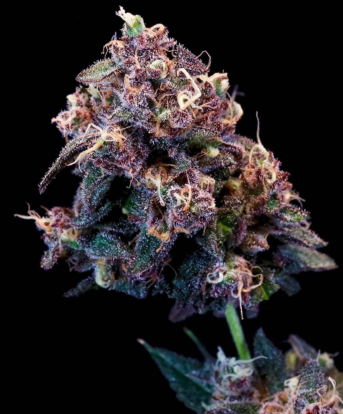 Berry Pie