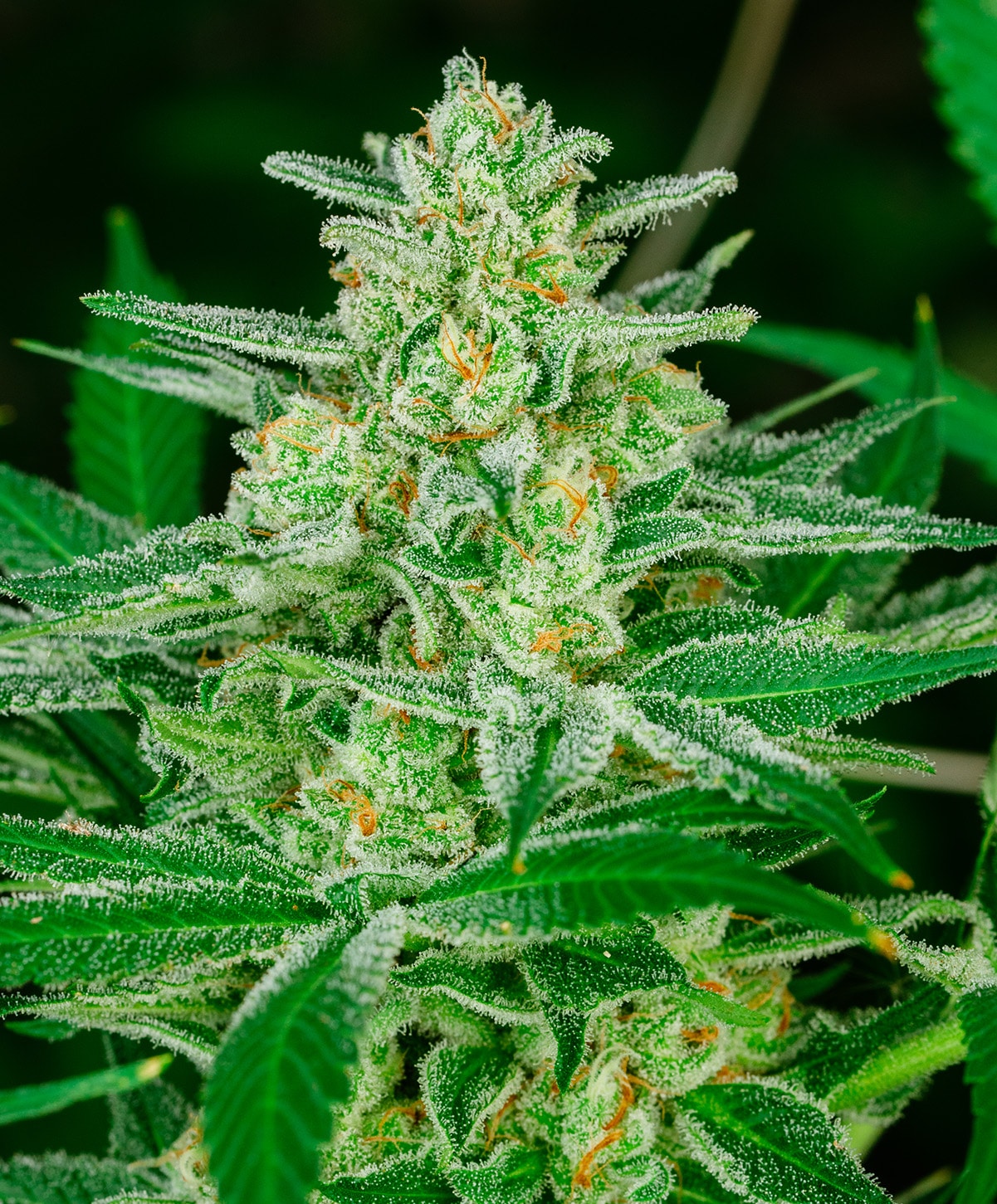 Blue Dream