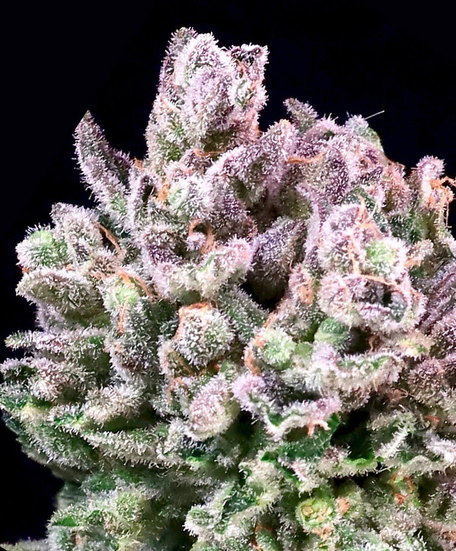 Burger Breath
