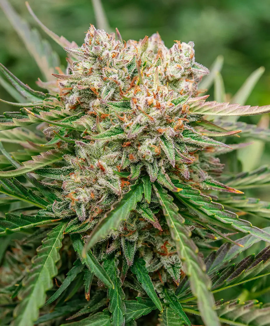 GMO OG