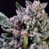 Gelato 41