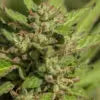 Mendo Breath