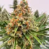 Mendo Butter