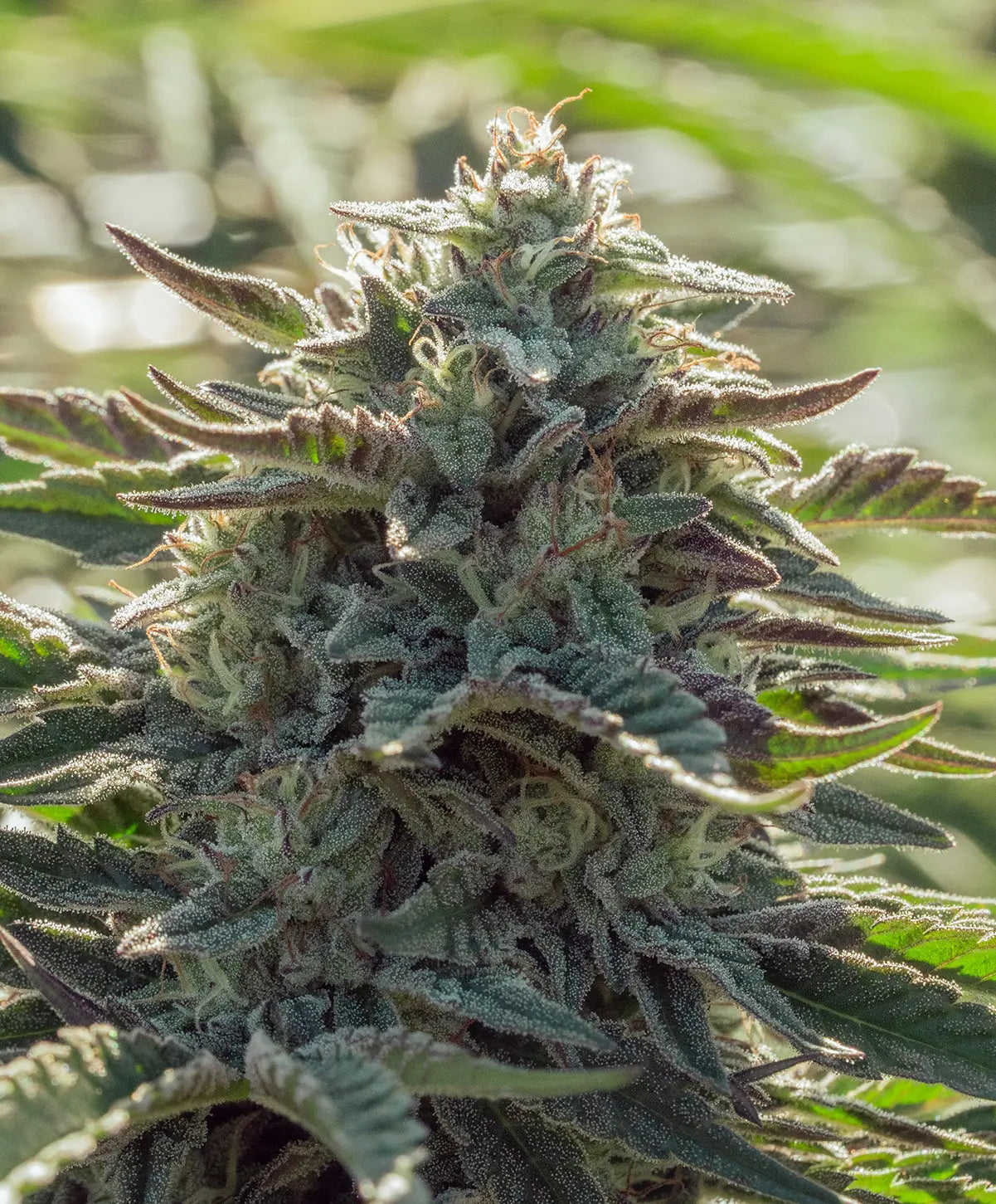 Nevada City OG