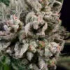 Peanut Butter Breath