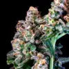 Purple Punch