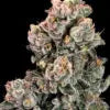 Slurpicane