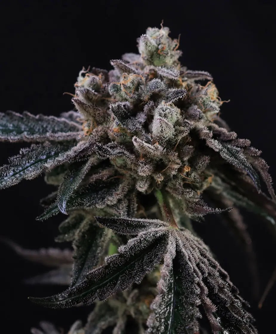 Tahoe Cookies Auto