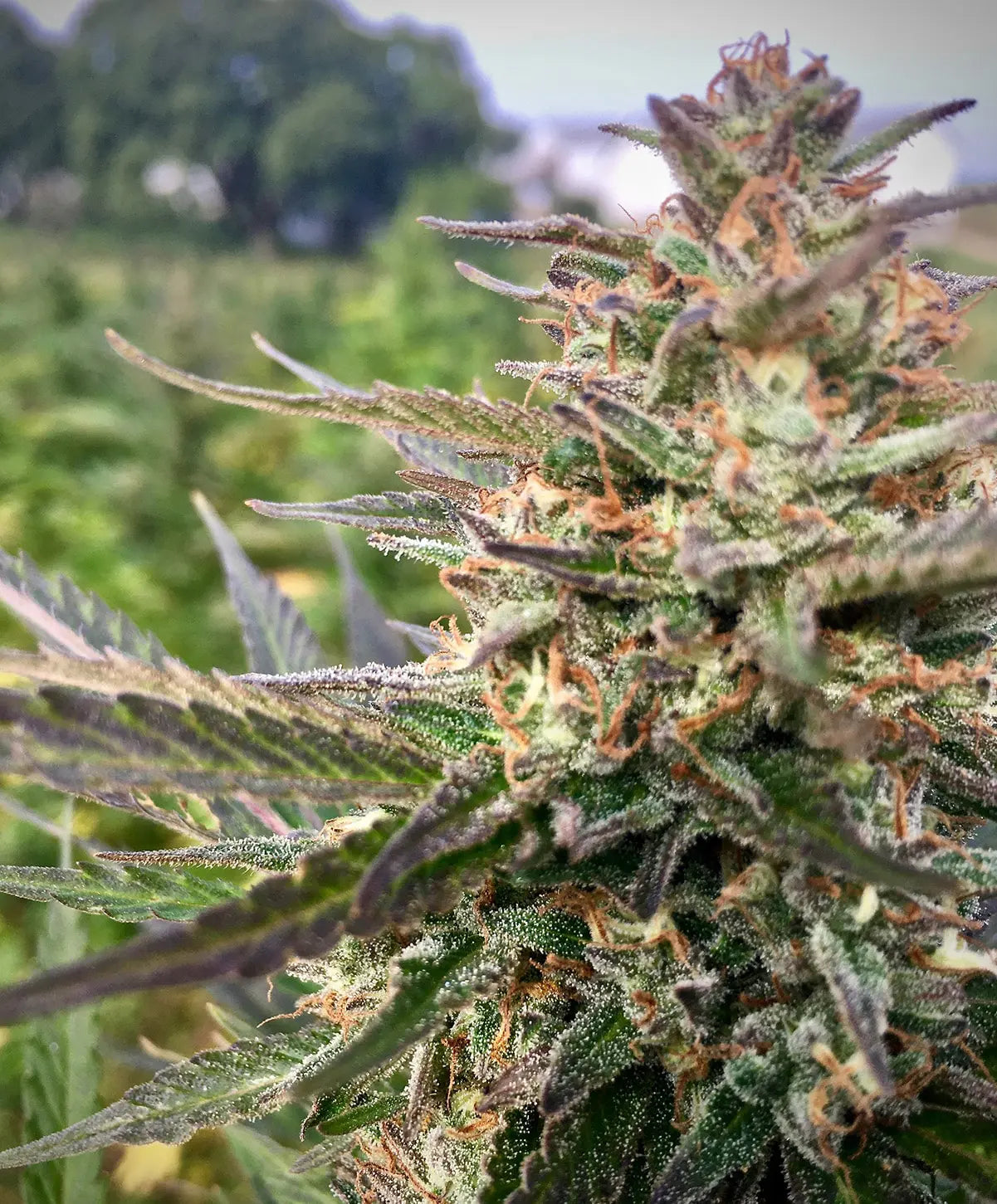 Tangerine CBD