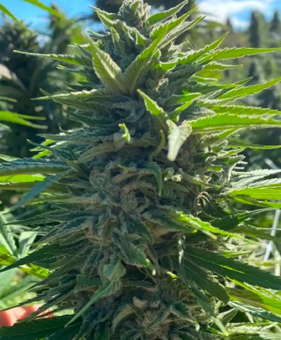 Wedding Cake Auto