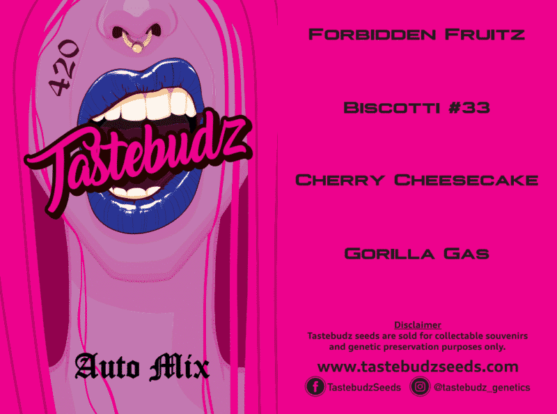 AUTO MIX-12 PACK