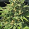 Grow Your Own Garden Multi-Pack