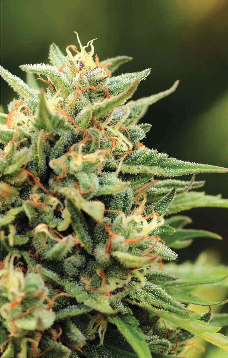 California Sour Diesel Auto