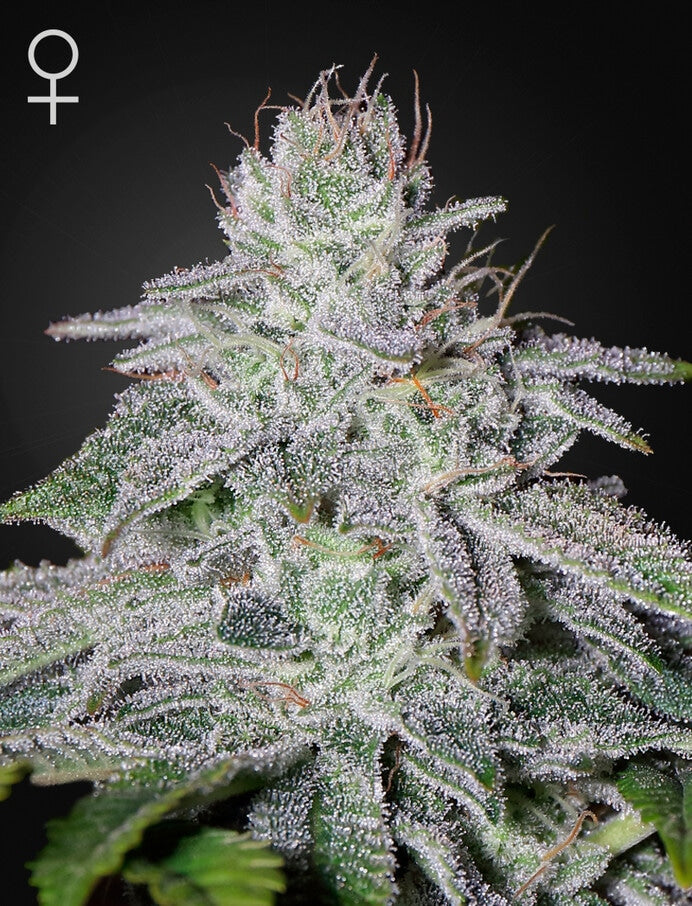 FRANCO'S LEMON CHEESE