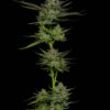 Grow Your Own Garden Multi-Pack