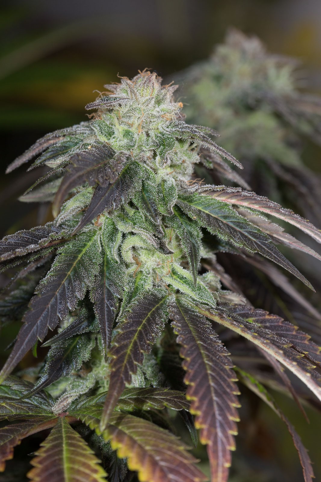 OG Kush Auto