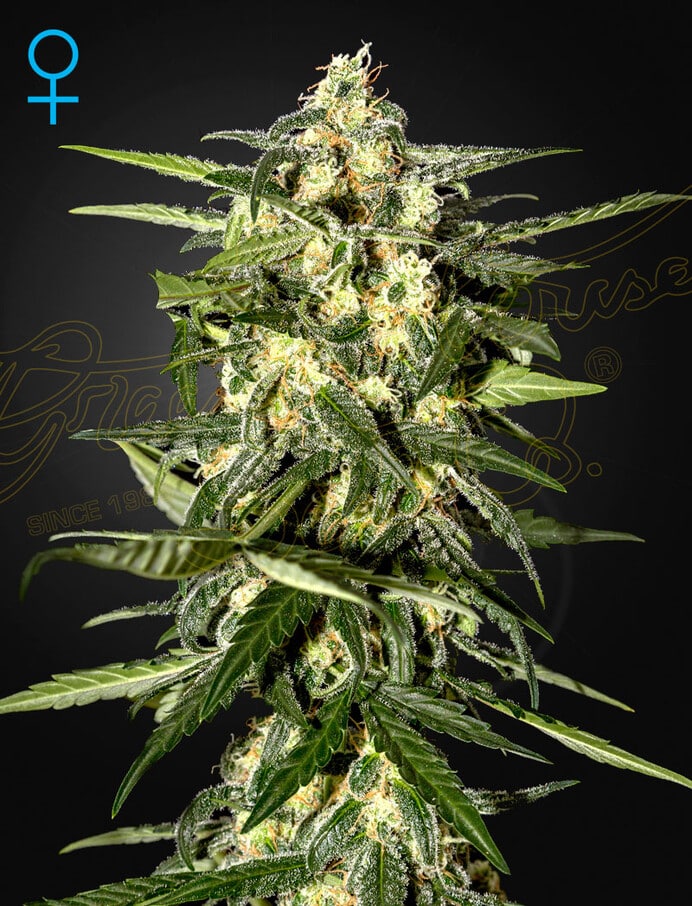 JACK HERER AUTO