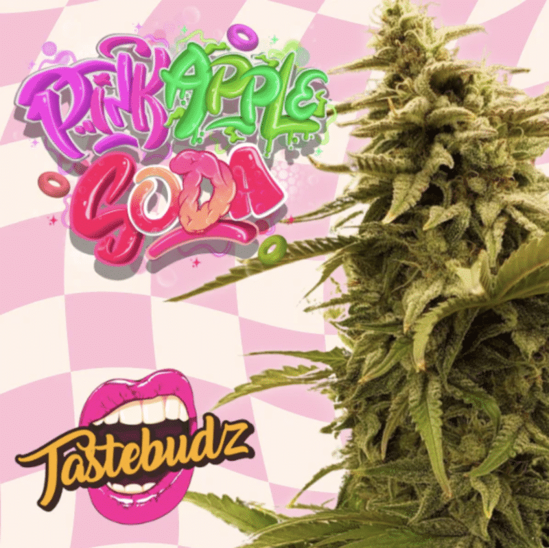 PINK APPLE SODA AUTO