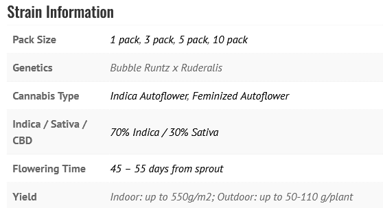 BUBBLE RUNTZ AUTO