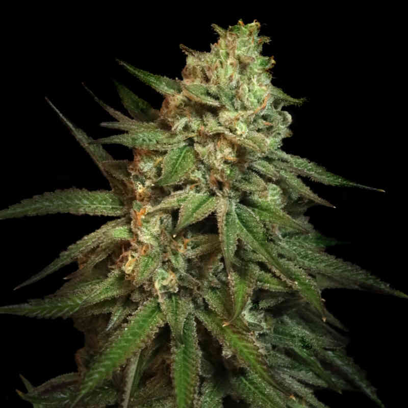 SNOOP'S APPLEFRIZZLE (F)