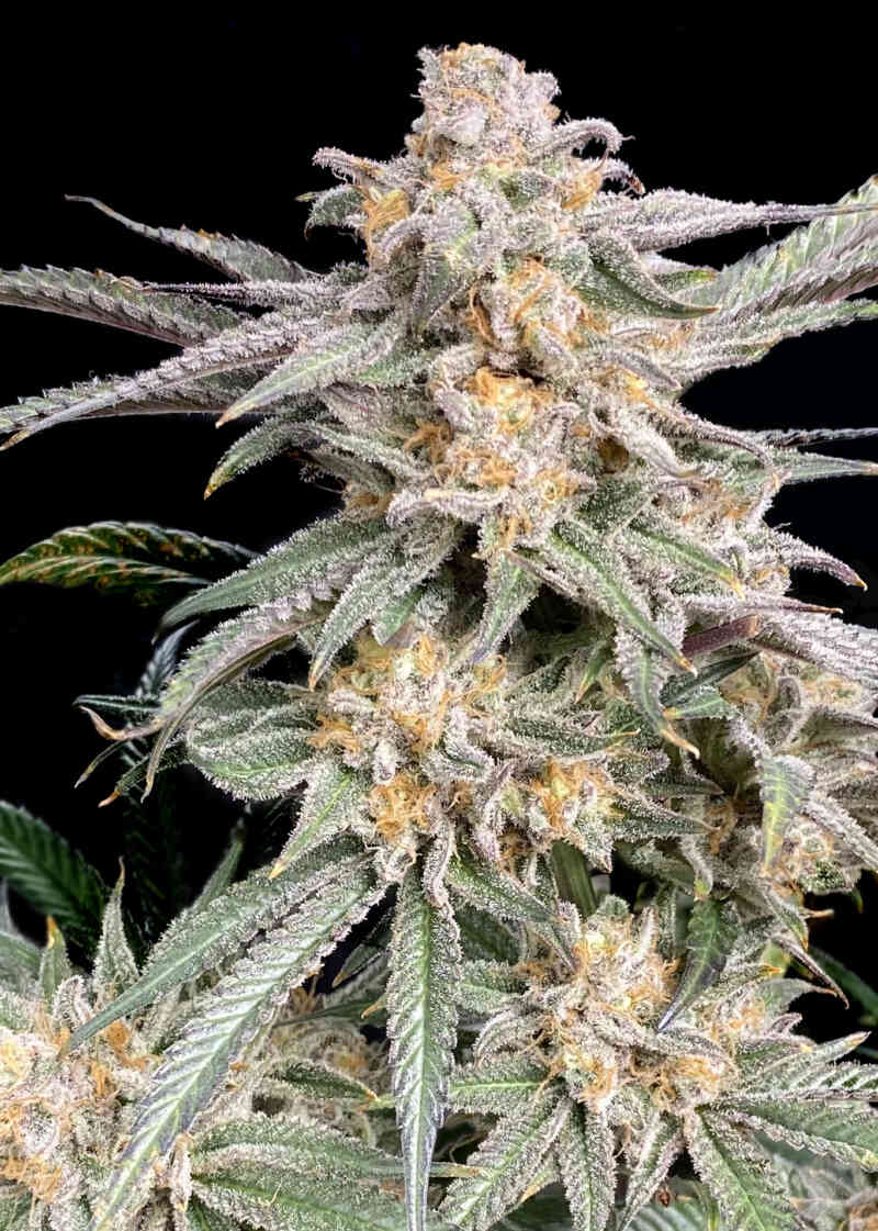 SNOOP'S PUNCH (F)