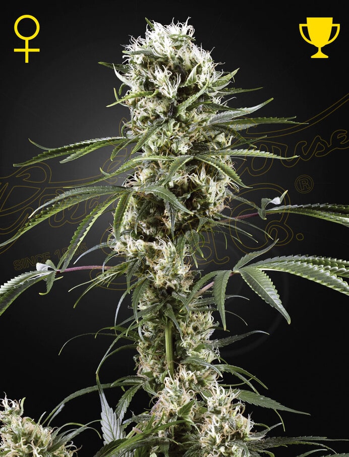 SUPER LEMON HAZE