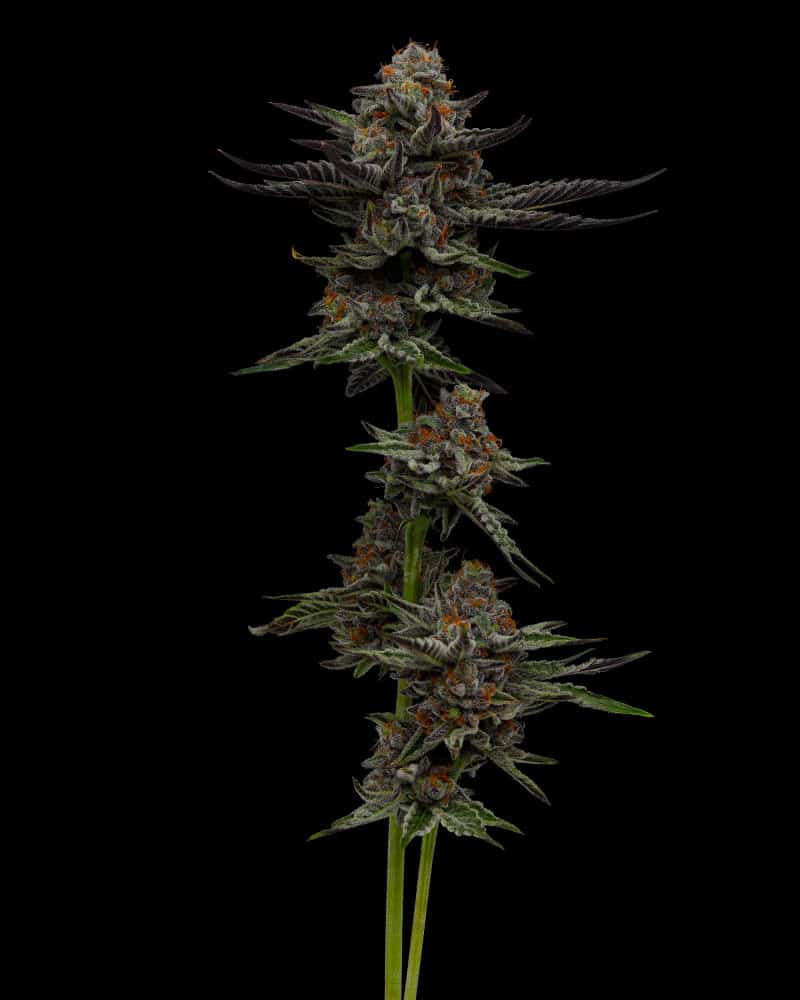 Vanillia Creme Pie (F)