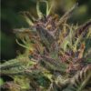 Grow Your Own Garden Multi-Pack