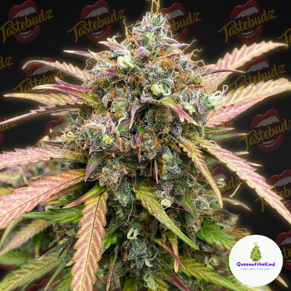 Bubble Runtz