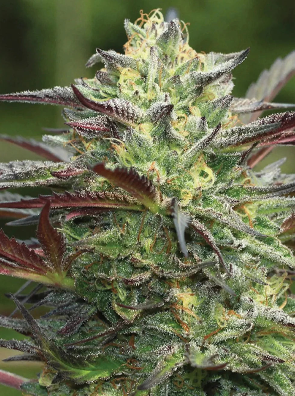 G.S. Cookies