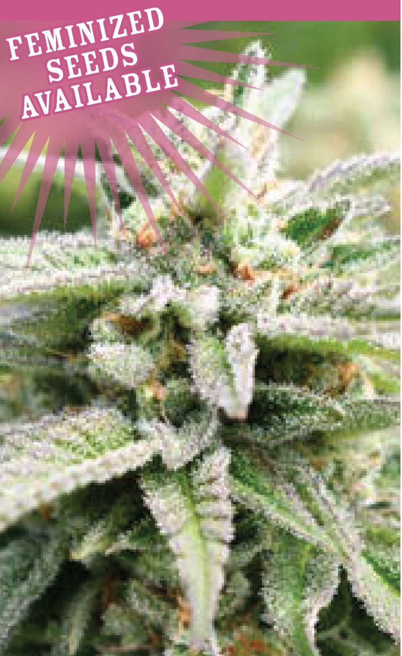 Magic Melon Auto