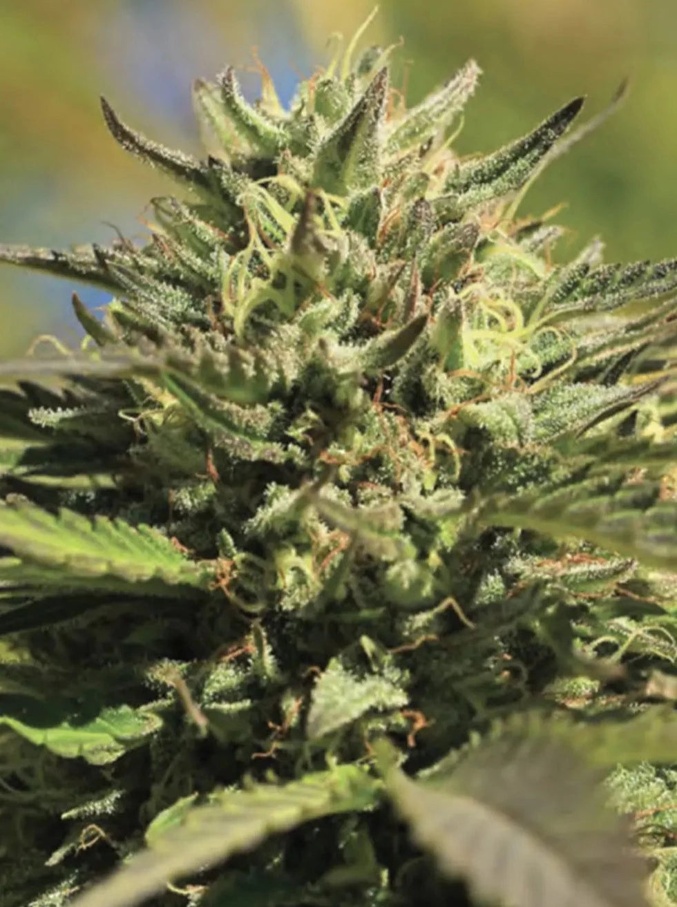 OG Kush