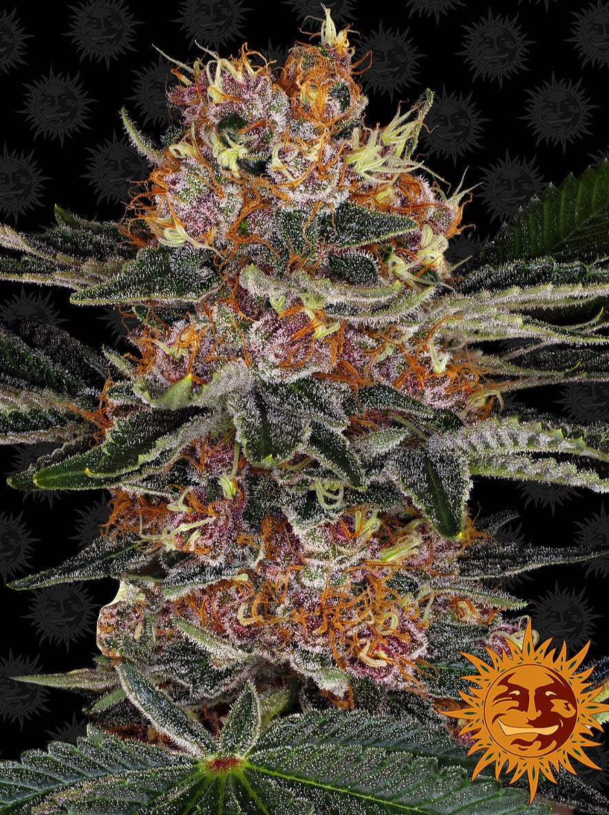 Purple Punch
