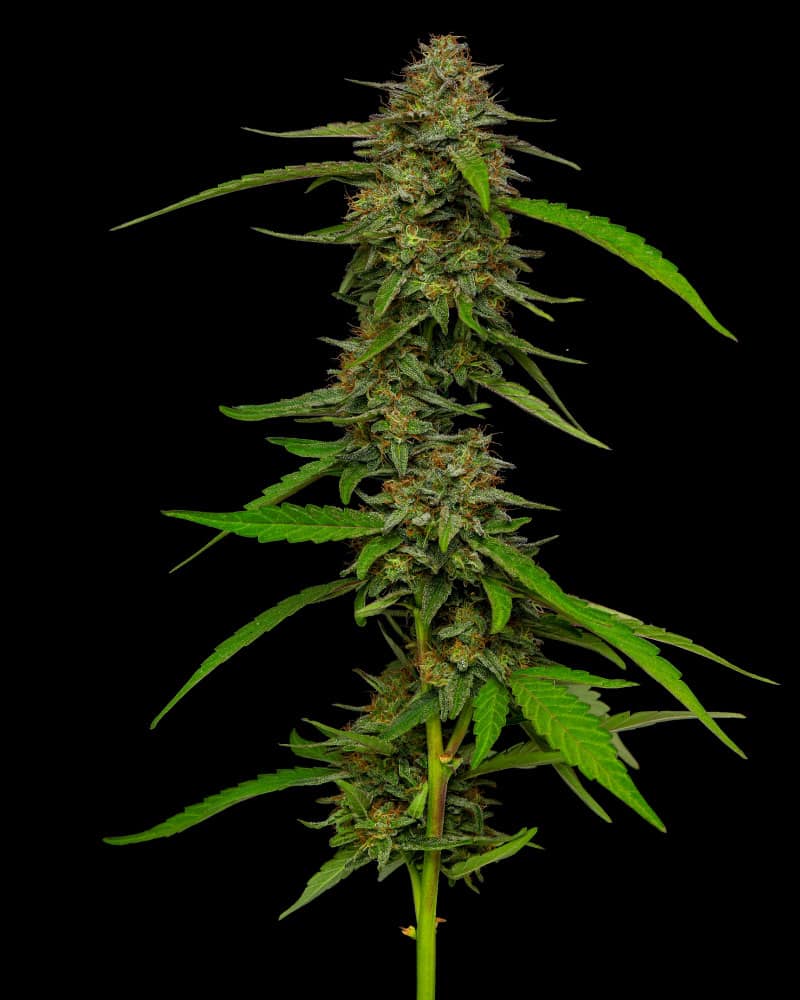 Strawberry Cheescake (F)