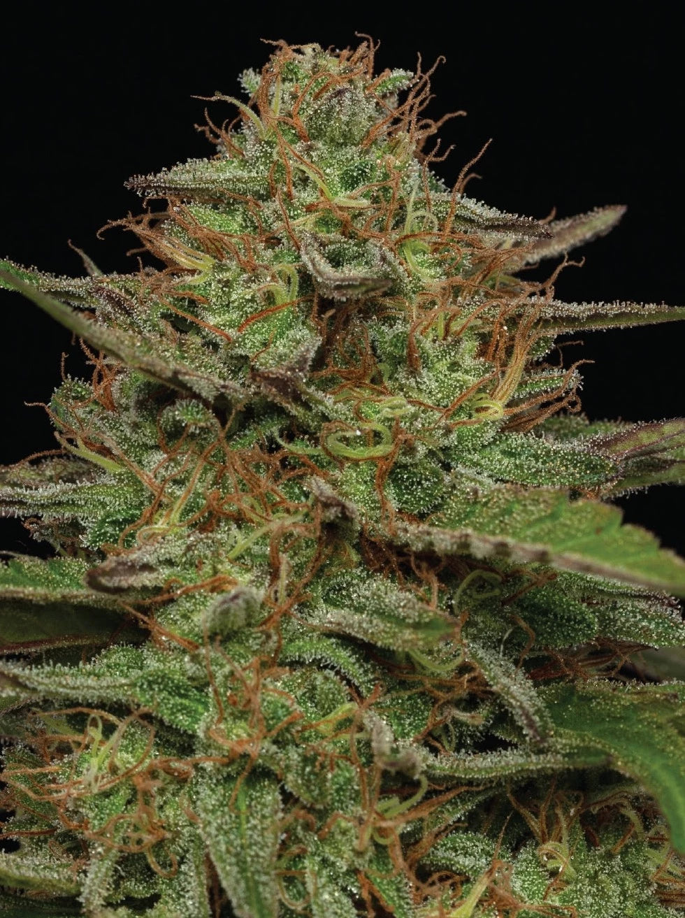 Strawberry Cheesecake