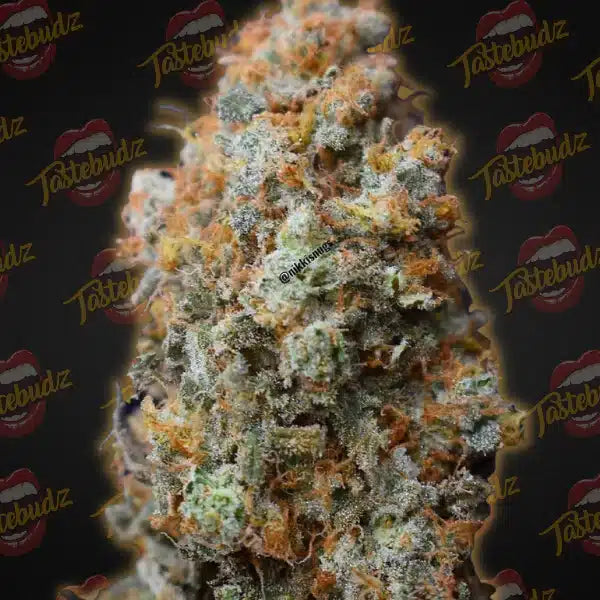 BACK TO THE FUTURE 2 (F)
