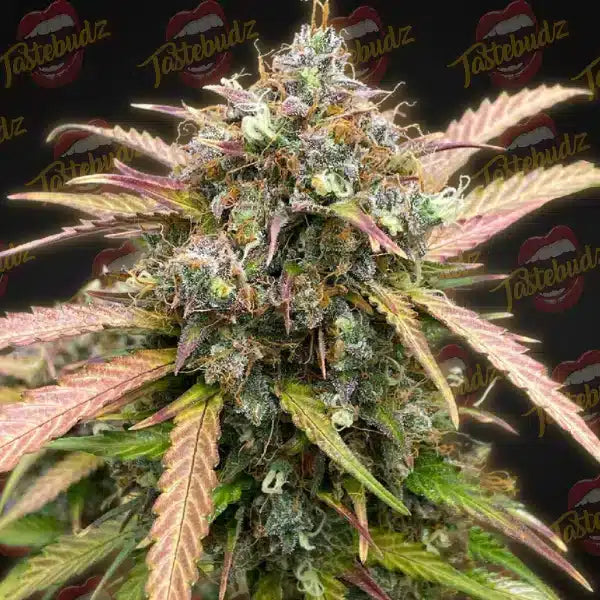 BUBBLE RUNTZ AUTO