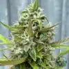 CHERRY CHEESCAKE AUTO