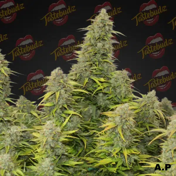 ORANGE COOKIES AUTO
