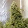 ORANGE COOKIES AUTO
